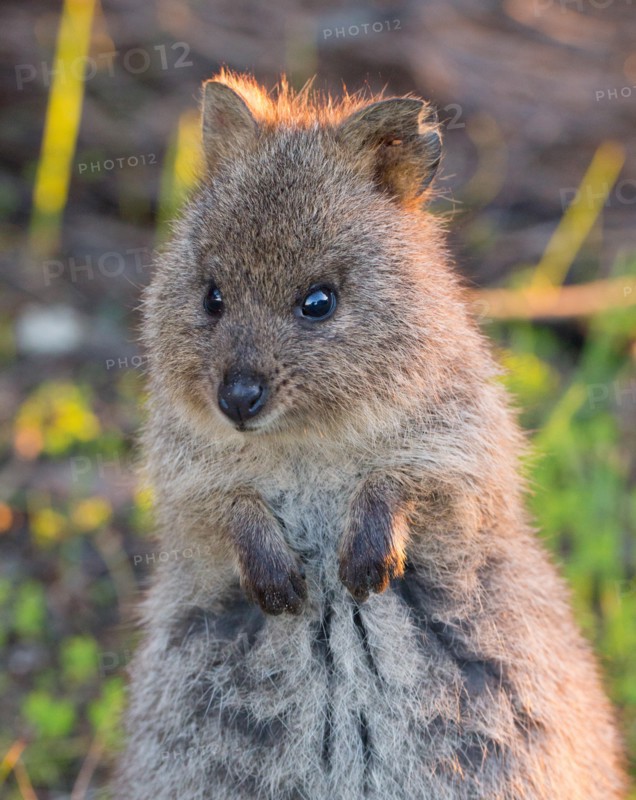 Quokka (Setonix brachyurus) in the wild, Rottnest Island, Western Australia