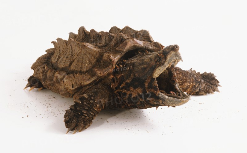 Alligator Snapping Turtle (Macrochelys temminckii), jaws wide open.