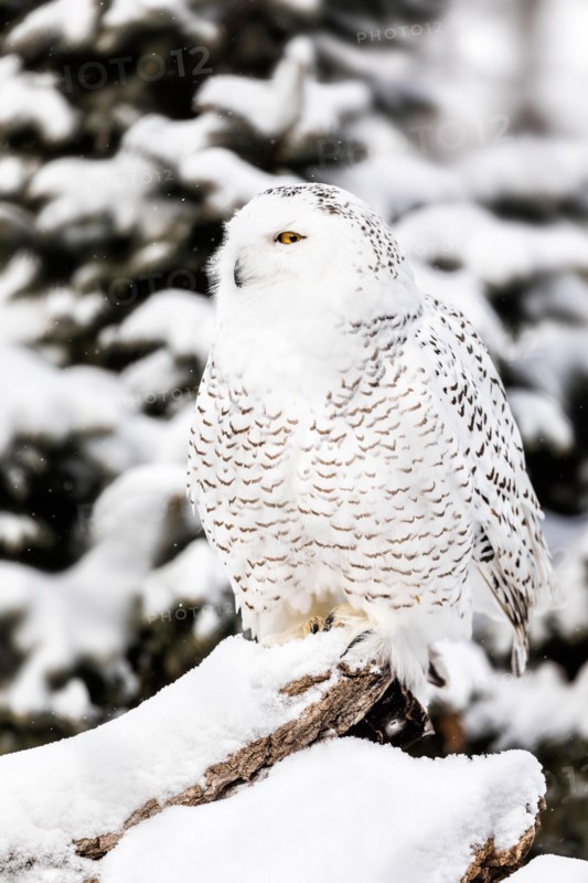Snowy Owl, Bubo scandiacus, Manitoba, Canada.