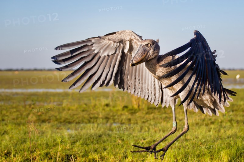 Shoebill (Balaeniceps rex) is a huge bird with impressive wingspan and can be found at Bangweulu, Zambia.