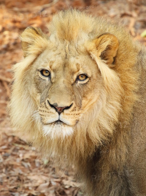 A portrait of a male American Lion.