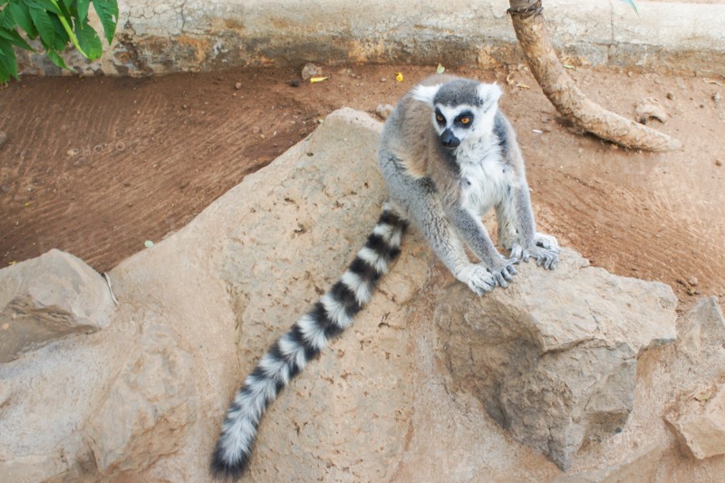 Group of ring tailed Maki Catta lemurs with big orange eyes. Madagascar lemurs