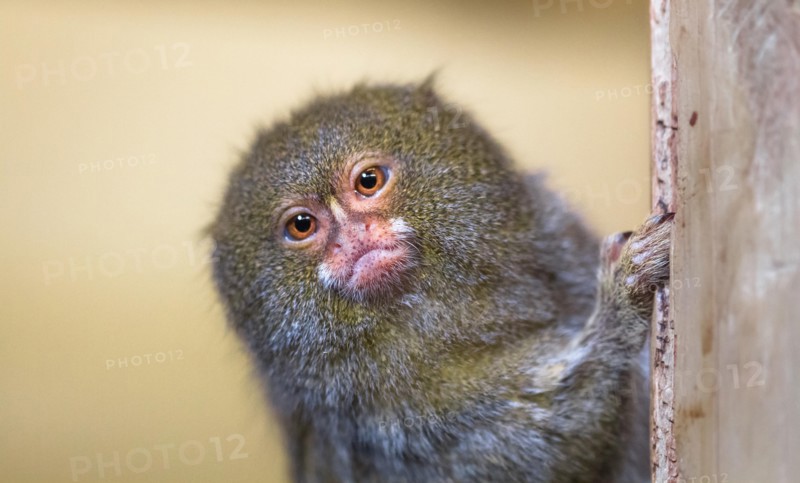 A pygmy marmoset (Cebuella pygmaea) clings to a wooden post.