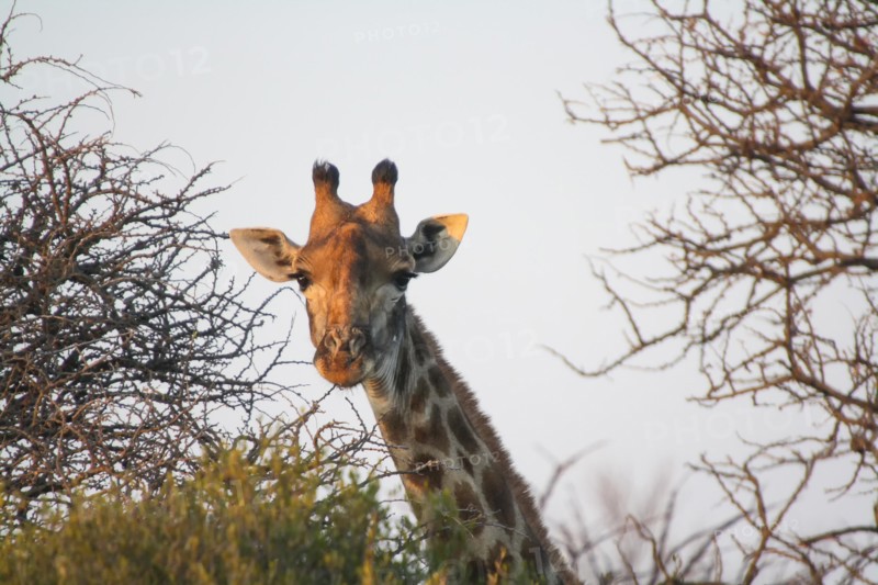 South African Giraffe (Giraffa camelopardalis giraffa)