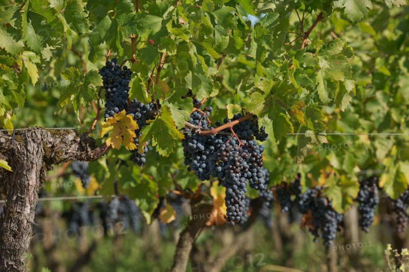 Grapes in the vineyard in the south of France in the Provence.