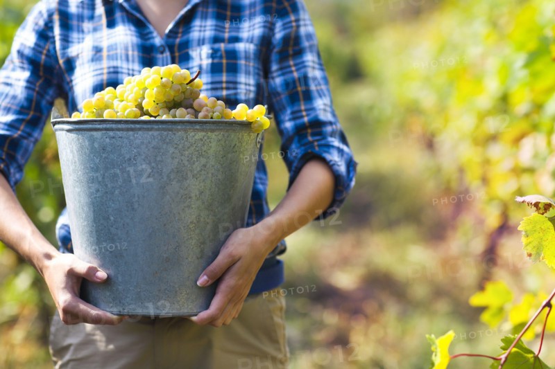 Grapes harvest. Farmer with freshly harvested grapes.