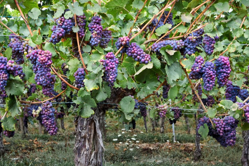 The time of the harvest