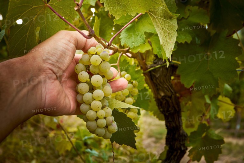 The time of the harvest
