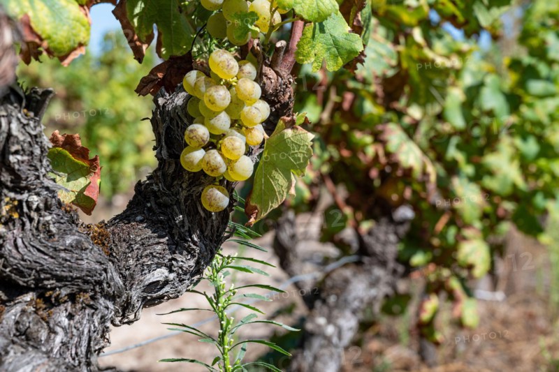 Vineyard mit Sémillon grapes at Château d'Yquem, Sauternes. France