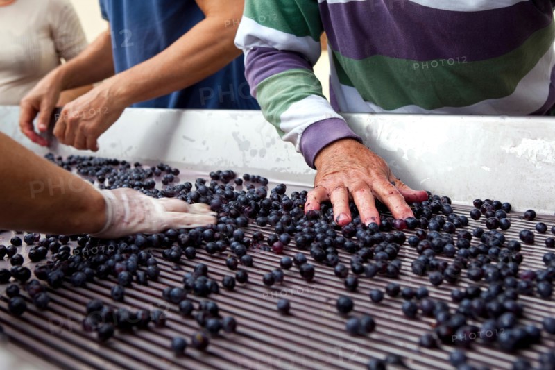 Sorting of the grapes after harvest near Bordeaux, France