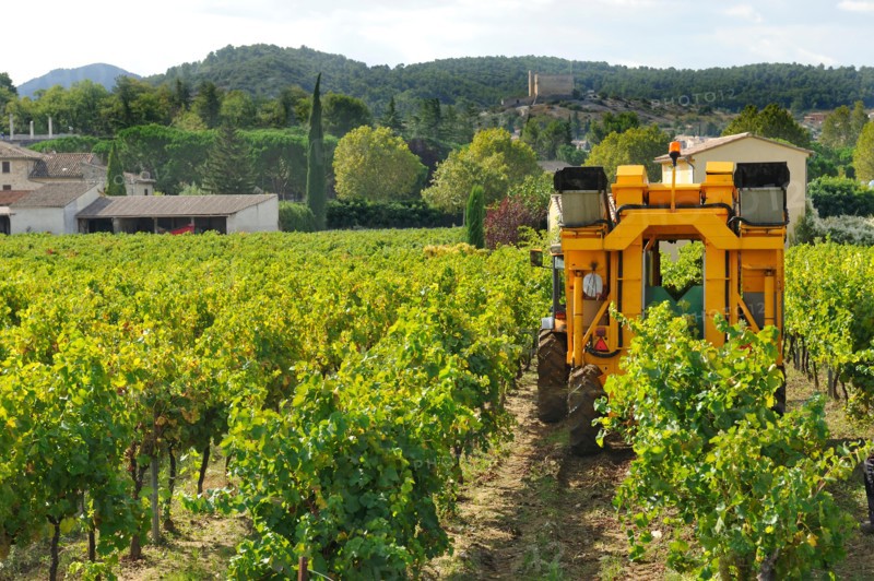 Harvesting the grapes on a mechanical way in France