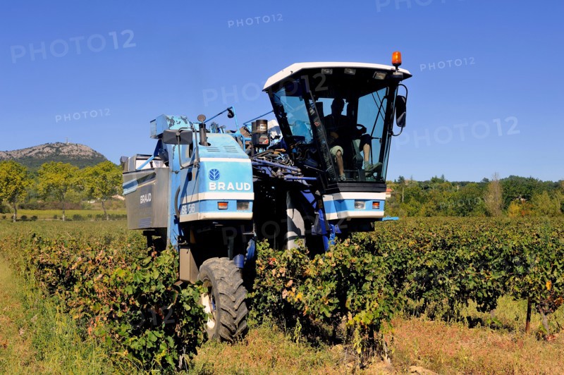 The harvest with machines to harvest the grapes in France in the department of Gard.