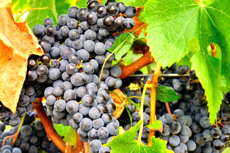 Black grapes on a vine in Southern France at harvest time