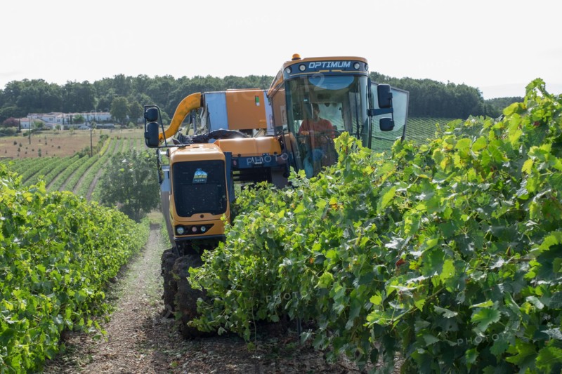 Mechanised grape harvesting in Cognac, France