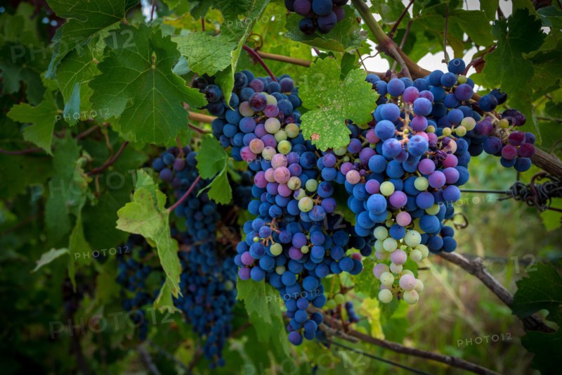 Grapes on the vine