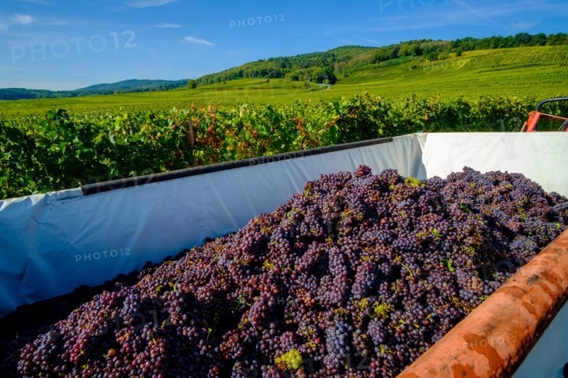 Gewürztraminer grapes, collected in a container, at the grape harvest in the vineyards surrounding the historical village