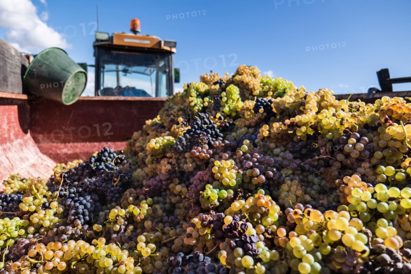 Pile of harvested grapes in a truck container on a sunny day
