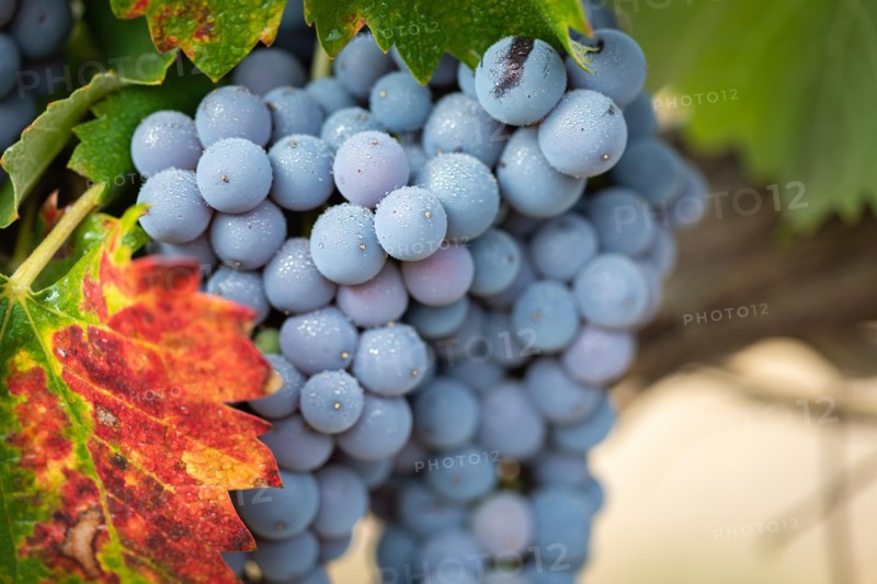 Vineyard with Lush, Ripe Wine Grapes on the Vine Ready for Harvest.