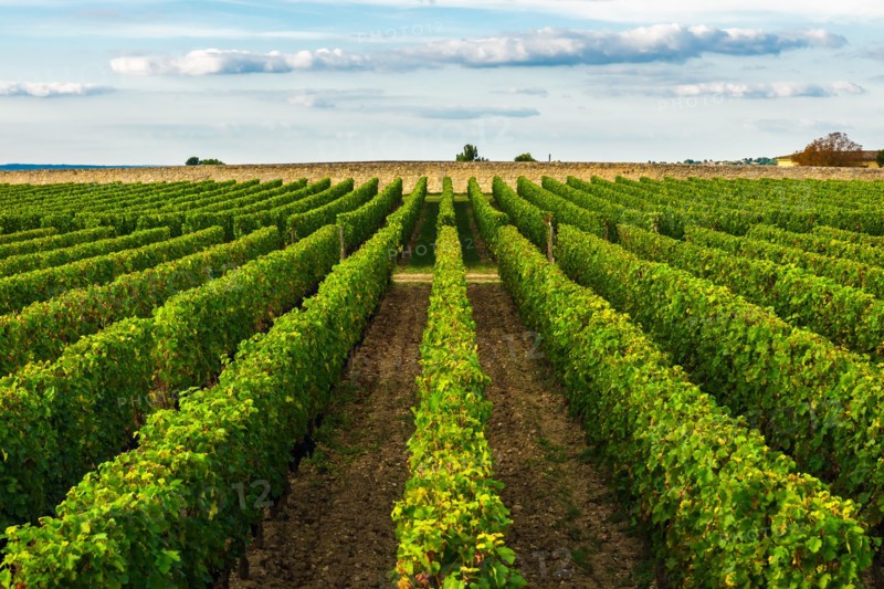 beautiful vineyard in Bordeaux, France in sunny day. travel destination