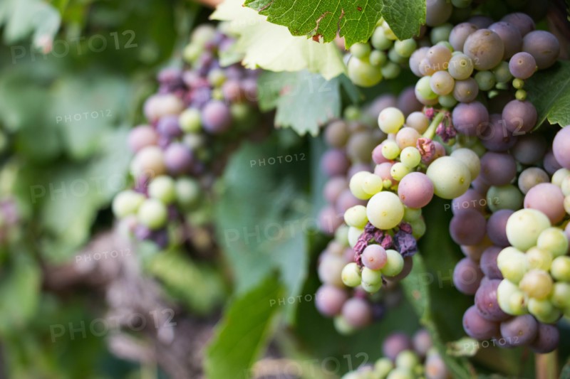 Bunch of grapes on the vine in vineyards around Riquewihr, France