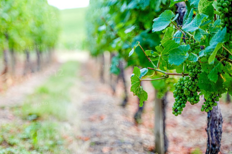 White wine grapes on vine yard in alsace, france