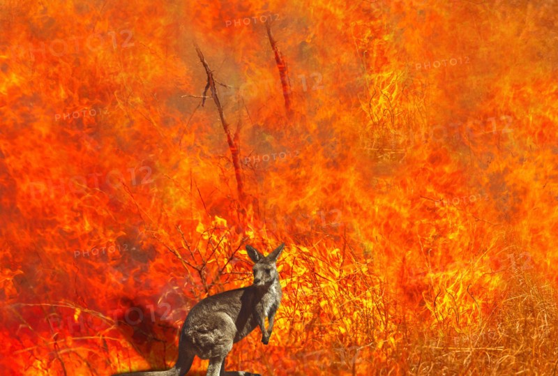 Composition about Australian wildlife in bushfires of Australia in 2020. Kangaroo with fire on background. January 2020 fire affecting Australia is