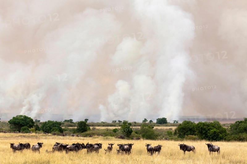 blue wildebeest, brindled gnu, white-bearded wildebeest (Connochaetes taurinus), herd in front of a fire in savannah, Kenya, Masai Mara National Park