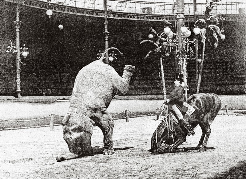Exercises of a horse and a trained elephant at the Hippodrome de Paris, 1887. France. Old 19th century engraving from La Nature 1887