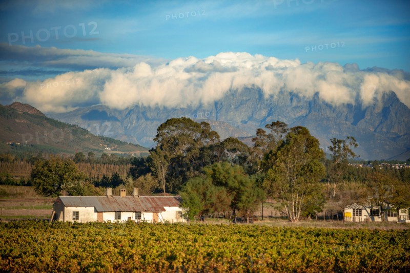 Vinewards near Cape Town.The Rovos Rail luxury train travelling between Cape Town and Pretoria in South Africa Pride of Africa beautifully rebuilt C