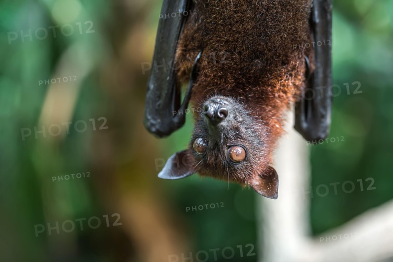Closeup photo of fruit bat