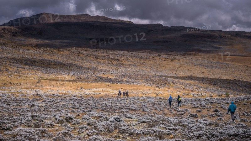 Trekkers on Sanetti plateau, Bale mountains national park, Ethiopia