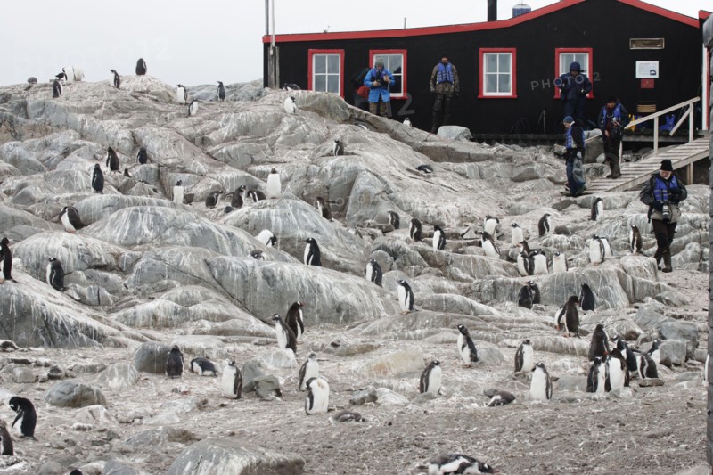 Gentoo Penguin ColonyPygoscelis papuaPort LockeroyAntarctic PenninsularBI007781