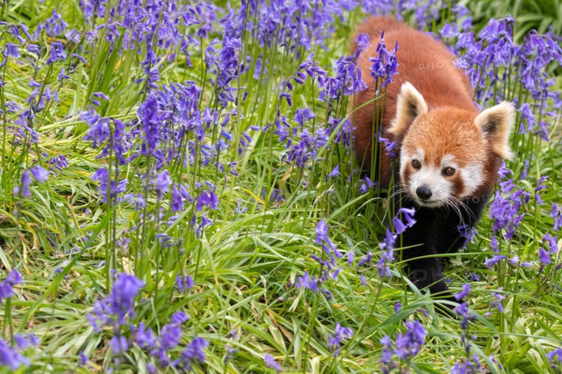 Red panda