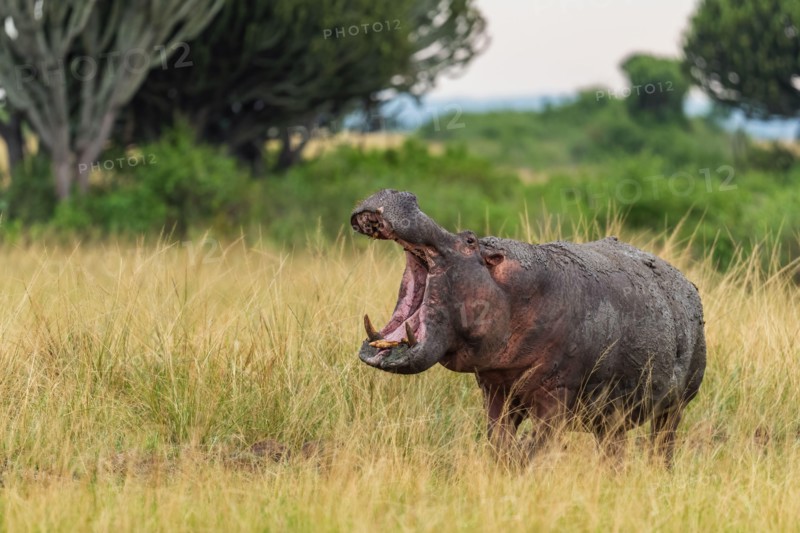 Hippopotamus - Hippopotamus amphibius, popular large mammal from African rivers and lakes, Queen Elizabeth National Park, Uganda.