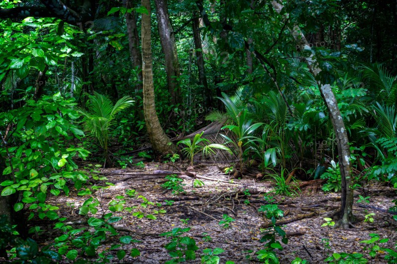 Rainforest vegetation on Conflict Islands, Papua New Guinea