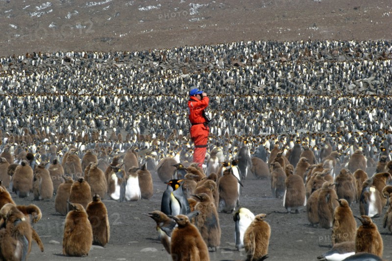 happy photographer with Massed King penguins at St Andrews Bay South Georgia the largest Rookery in the world