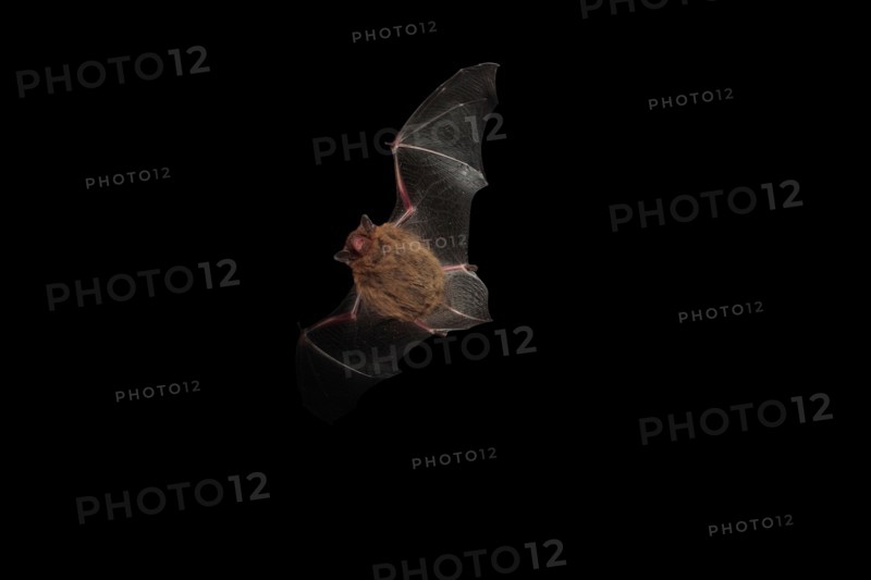 Pipistrelle Bat in flight.