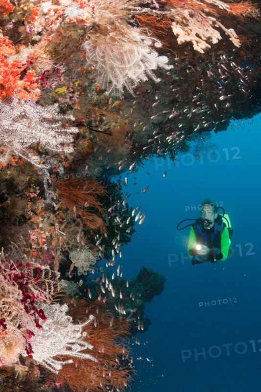 Scuba Diver at Coral Reef, Raja Ampat, West Papua, Indonesia