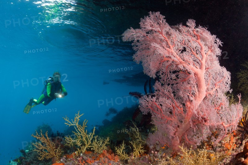 Scuba Diver at Coral Reef, Raja Ampat, West Papua, Indonesia