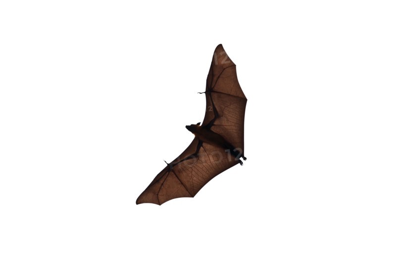 Isolated flying fox