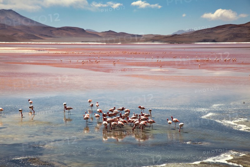 Flamingos on the Laguna Colorada, Bolivia, South America.