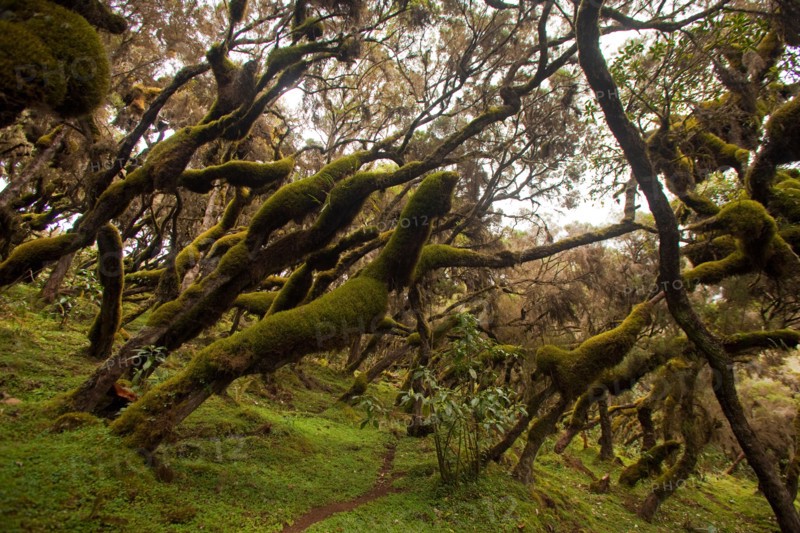 Moss covered misty forest Semien Mountains Ethiopia