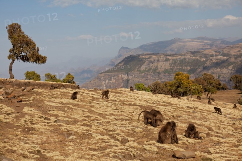 Gelada Baboon, Simien Mountain, Ethiopia