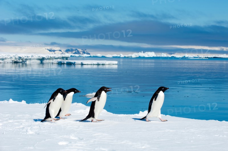 Adelie penguins (Pygoscelis adeliae) loafing by the ice edge, Petrel island, Antarctic Peninsula