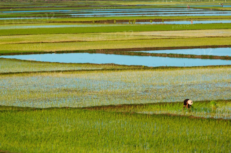 Paddy Fields, Boina, Mahajanga, Madagascar