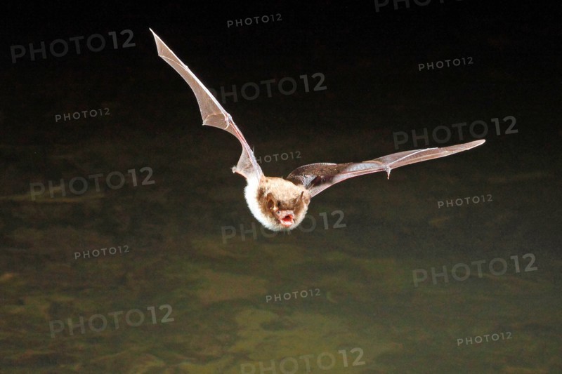 Daubenton's bat (Myotis daubentoni), hunting in flight, Germany