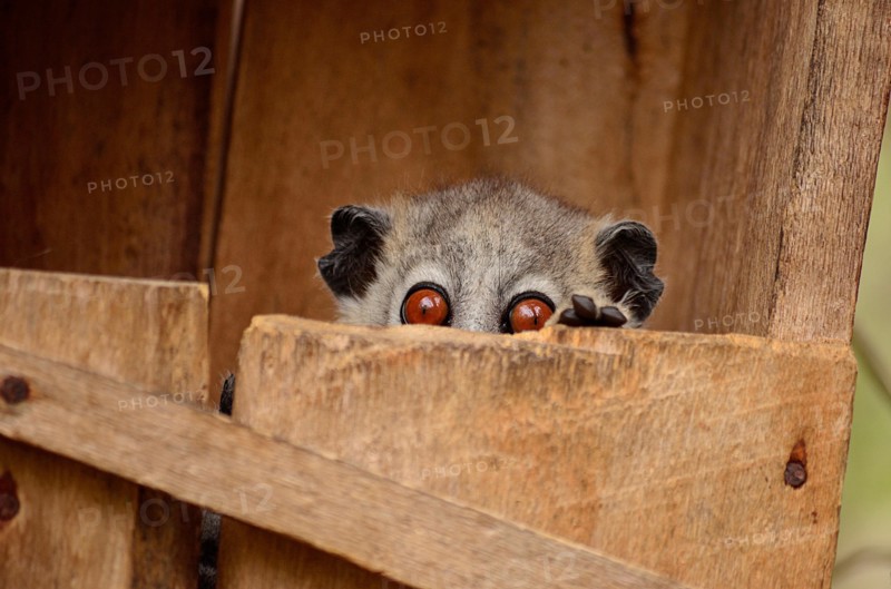 Sportive lemur popping the head from its nest box
