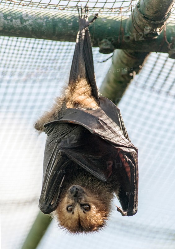 Bat roosting on the islet of Ile Aux Aigrettes in Mauritius.