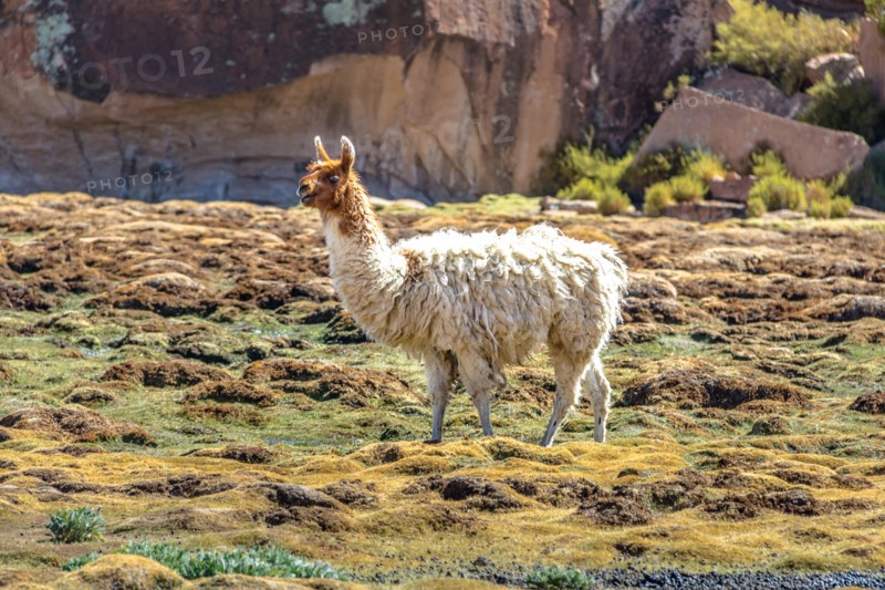 Llama in Bolivean altiplano - Potosi Department, Bolivia