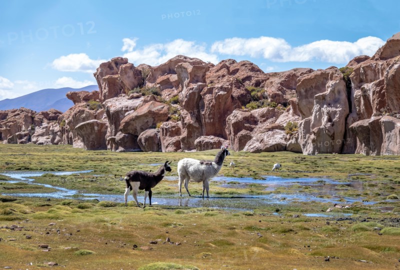 Llamas in Bolivean altiplano with rock formations on background - Potosi Department, Bolivia